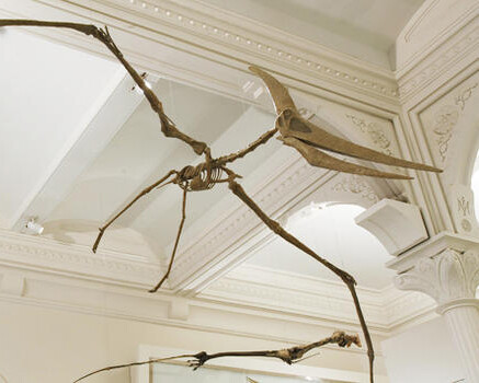 Hall of Vertebrate Origins. Courtesy of American Museum of Natural History