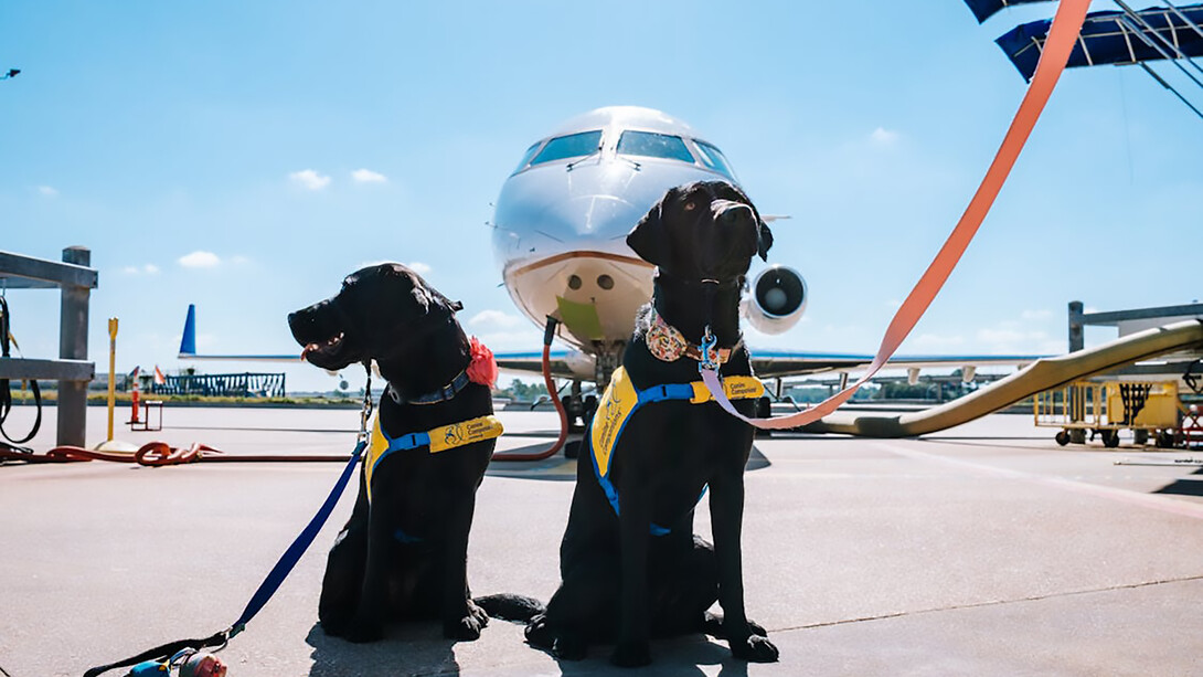 Service dogs patiently wait in front of an airplane at the airport, ready to assist their handlers on the journey ahead