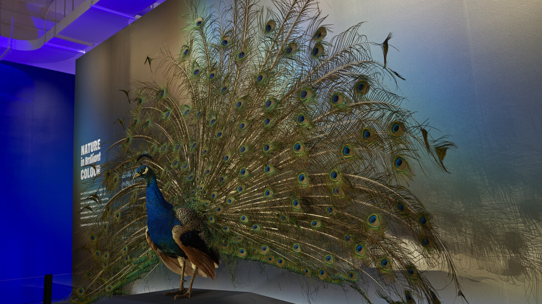 La nature sous toutes ses couleurs, vue de l'exposition. Avec l'aimable autorisation du ROM