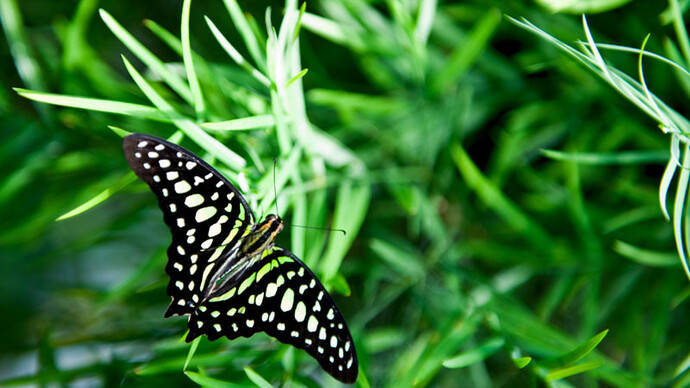La Galerie des papillons F. Jean MacLeod. Courtesy of Science Nord