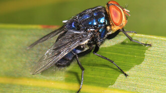 Cochliomyia hominivorax, a type of parasitic fly whose larvae look like worms and feed on live animals