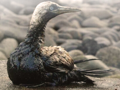 Ecological disaster after oil spill in Galicia, Spain