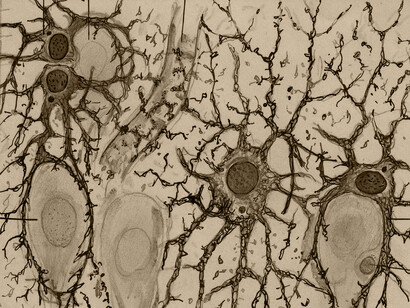 Astrocitos del hipocampo del cerebro humano, ilustración de Santiago Ramón y Cajal (detalle)