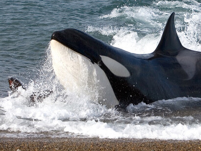 Península de Valdés, Argentina. Una orca en la orilla. Foto: pnor.org