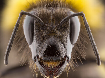 British Wildlife Photography Awards 2017. Courtesy of Horniman Museum and Gardens