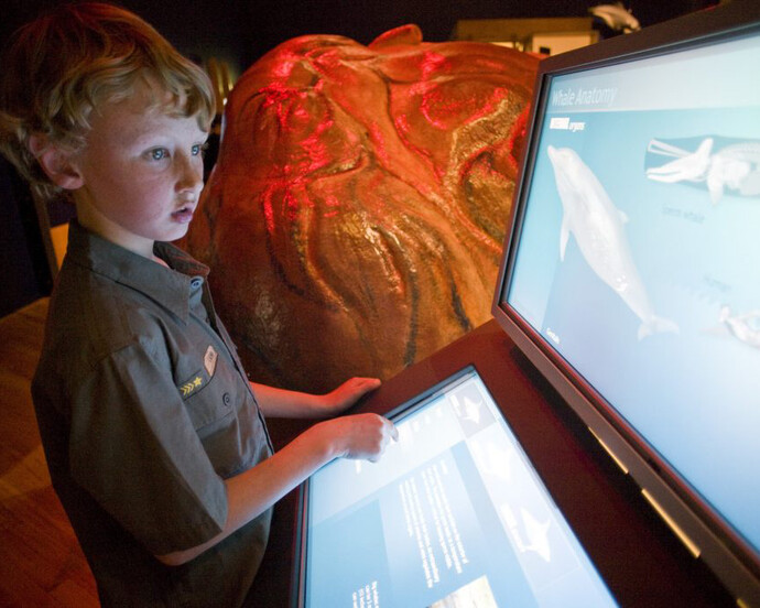 Whales: Giants of the Deep, Exhibition view. Courtesy of Witte Museum 
