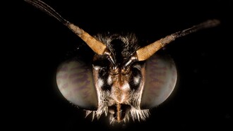 Hermetia illucens