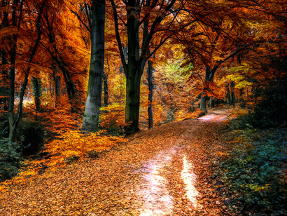 Camino engullido por las hojas que caen en pleno otoño