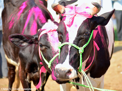 Una mucca dipinta di rosa al mercato del bestiame