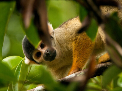 Macaco en la Amazonia brasileña
