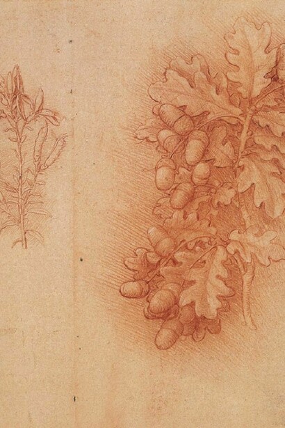 Leonardo Da Vinci - Quercia