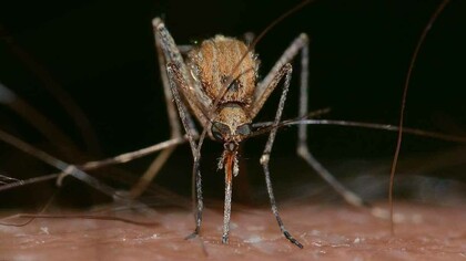 Malaria wird durch parasitäre Protozoen der Gattung Plasmodium
