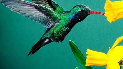 Un colibrí y unos narcisos