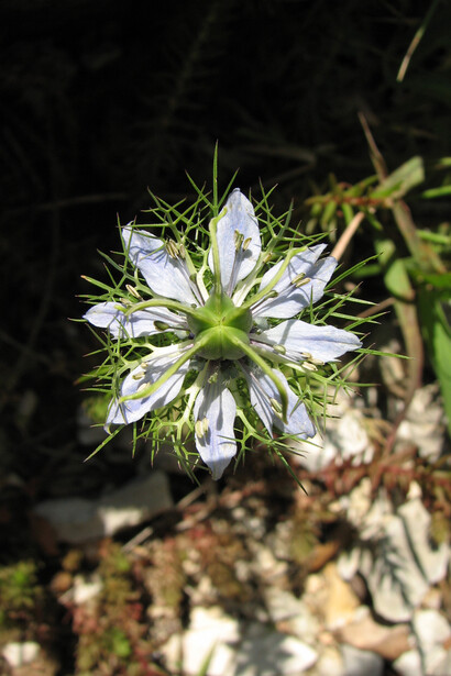 Nigella damascena (infiorescenza)