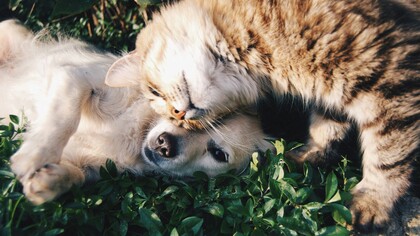Il rapporto tra cane, gatto e uomo nasce dall’osservazione reciproca: loro leggono il nostro corpo e i nostri segnali meglio di quanto noi sappiamo leggere i loro