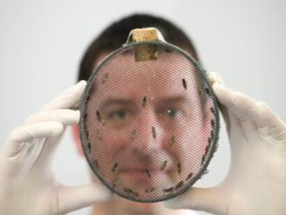 Parasites. Courtesy of National Museum of Scotland