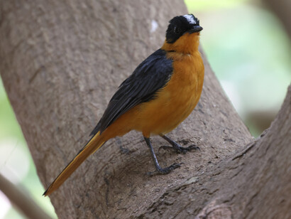Snowy-crowned Robinchat in Farasuto, The Gambia © Gehan de Silva Wijeyeratne