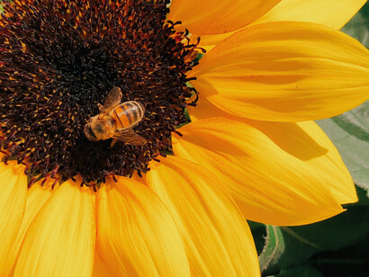Acercamiento a una flor de girasol. Busca el origen de cada cosa que te haga sentir mal, eso te dará pistas para ponerle una solución
