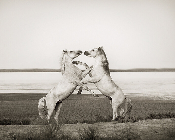 Wild in France. Courtesy of Flower + Hewes