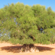 Younès Rahmoun, Zaytuna, vidéo, 2014