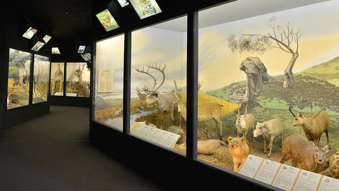 Animals of the world, exhibition view. Courtesy of the Latvian National Museum of Natural History