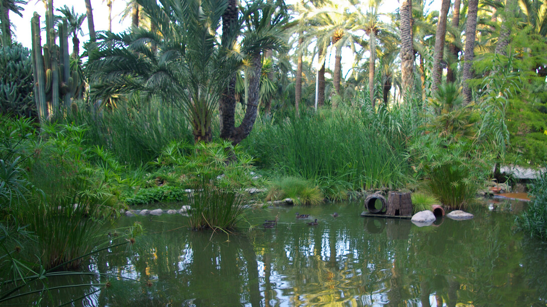 En Elche, la emperatriz visitó el “Huerto del Capellán Castaño”, un lugar cuidado con esmero y reconocido por su impresionante plantación de palmeras. Durante su recorrido, quedó fascinada por un ejemplar singular: una palmera con siete brazos, que surgían del mismo tronco. Elche, Alicante, España