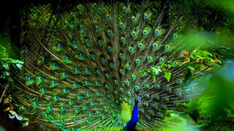 La bellezza negli animali maschi è un’arma di seduzione più che di sopravvivenza, nei pavoni, le piume sgargianti attraggono le femmine ma rallentano la fuga dai predatori