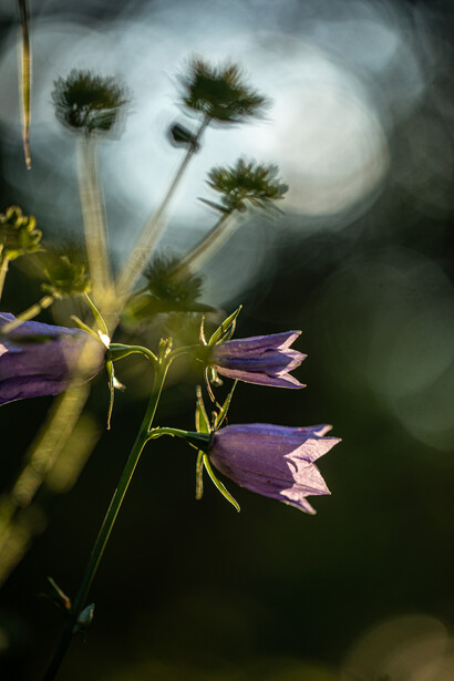 Surrendering into life, ph. M. Stillwater