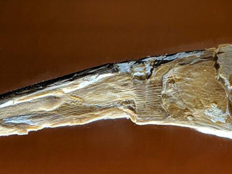 Objects of Wonder. Courtesy of Smithsonian's National Museum of Natural History
