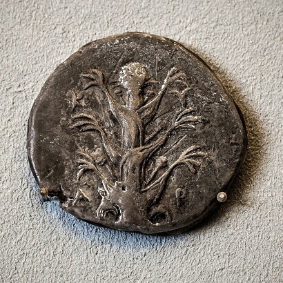 Tetradracma in argento con pianta di silfio e testa di Zeus Ammone, 435-330 a.C.