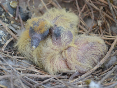Deafening squeaking sounds coming from the nest