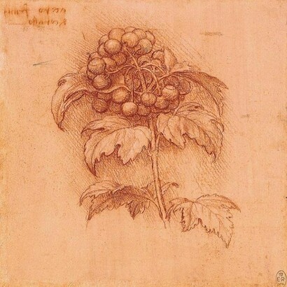 Leonardo da Vinci - Tavole botaniche