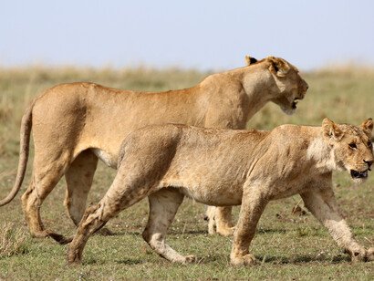 Los leones se alimentaban de seis tipos de presas: jirafas, humanos, órices, antílopes acuáticos, ñus y cebras. Masai Mara National Park, Valle Great Rift, Kenia