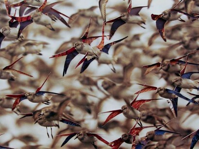 Nicholas Hall, Untitled (birds), 2013, Collage paper cut-out, 10” x 19.75”