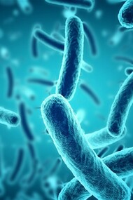 Muchas bacterias son beneficiosas para los seres humanos, aunque suelen ser más conocidas por las pocas que causan enfermedades