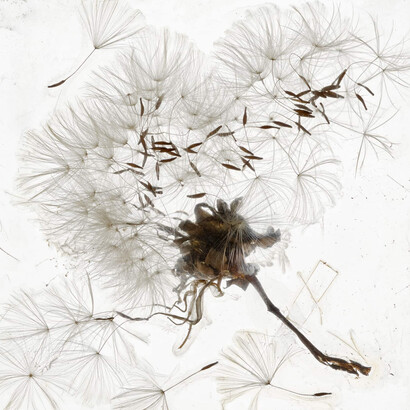 Brigitte Lustenberger, An apparition of memory, 2021. Courtesy of Museum Franz Gertsch