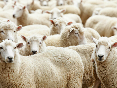 Sheeps in a farm
