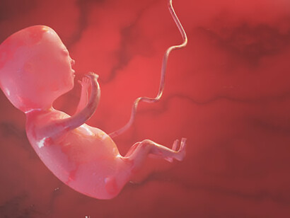 Discover a serene 3D illustration render of a human baby fetus peacefully nestled in the womb, offering a captivating depiction of embryo development