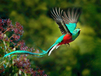 El quetzal se encuentra principalmente en América Central y vive en países como Guatemala, Honduras, Costa Rica, El Salvador, Nicaragua y Panamá, pero también se le encuentra en partes del sur de México y América del Sur
