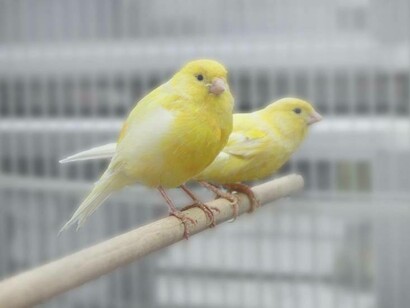 The yellow canary bird observing his nest from the west