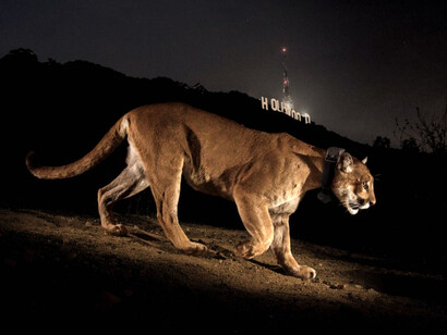 Fotografía de Steve Winter con la que P-22 saltó a la fama en las páginas de National Geographic