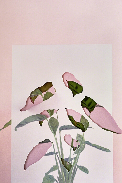 Work in Process. Courtesy of The Photographers' Gallery