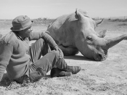 According to Sir David Attenborough's film, "Extinction, The Facts" , humans are causing mass extinctions at a rate roughly 100 times greater than the natural background rate