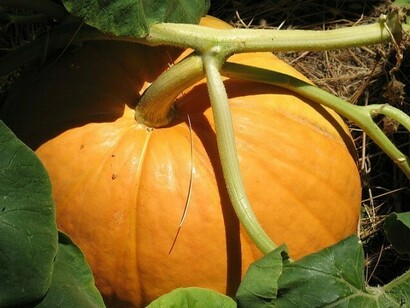 Una zucca da cogliere