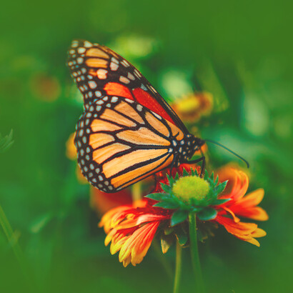 The Monarch butterfly: in Greek mythology, a butterfly is given by the gods to man following catastrophe’s fallout