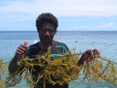 A farmer tending seaweed at a cultivation site on Atauro Island, Timor-Leste. Photo by Jharendu Pant, 2010