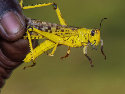 Locusts fly with the wind and can move 150 km in a day
