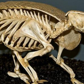 What is a Skeleton? Courtesy of Museum of Osteology