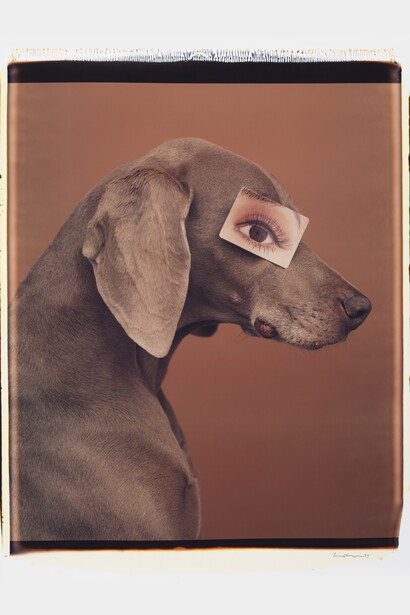 William Wegman Eyewear II 1994 (c) William Wegman Image courtesy of Huxley-Parlour Gallery