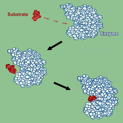 The drawing shows that an enzyme is actually a “continuum”, a structure in which all atoms are practically in contact with each other – so that, when something happens in the active site, the signal may be transmitted to the entire structure. This is the basis for cooperativity, allosteric mechanisms, all fine tuning of enzymes (which are not discussed here).